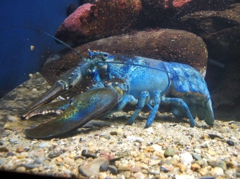 800px-Blue-lobster