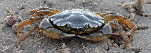 800px-Common_shore_crab_2