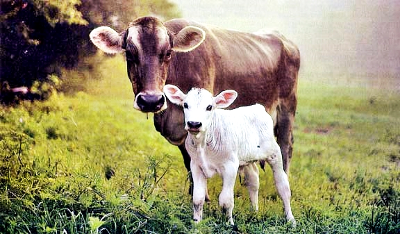 cow calf1